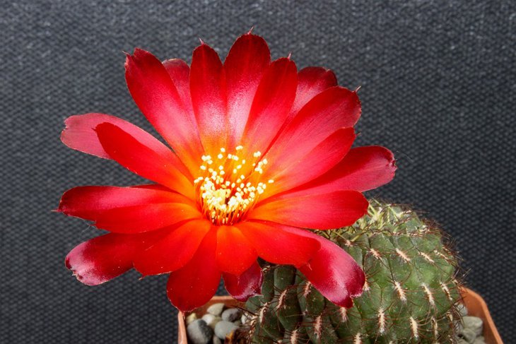 Sulcorebutia frankiana v. intermedia VS 458