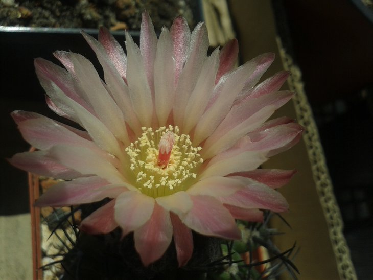 20150516_120736.jpg