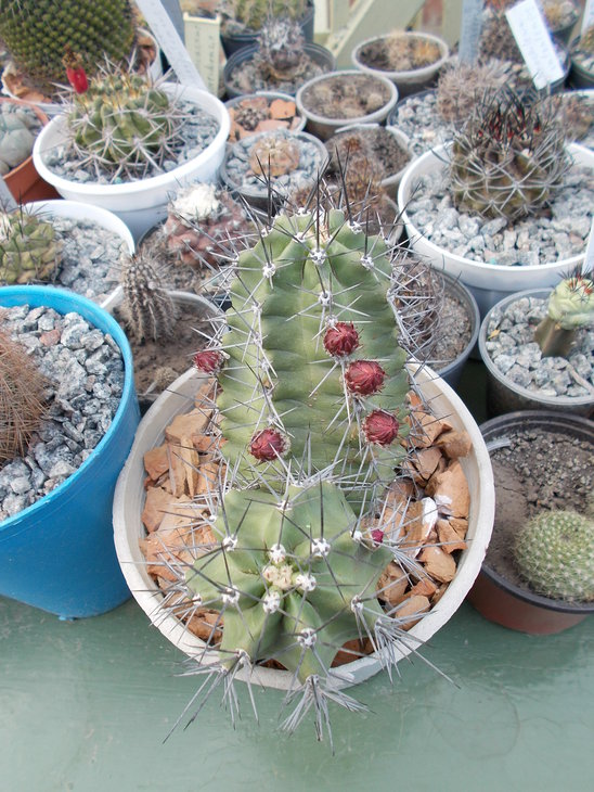Echinocereus triglochidiatus.JPG