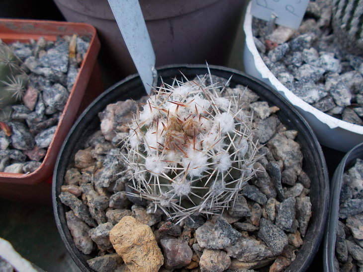 Escobaria (cochiseia) robbinsorum.JPG