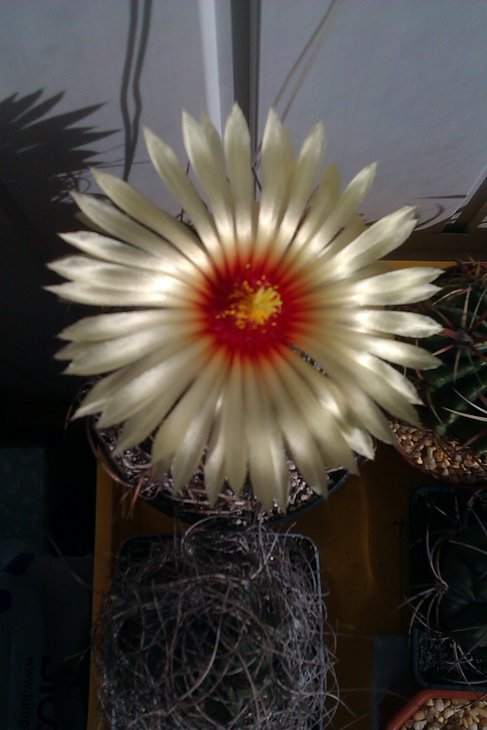 IMAG0997.jpg