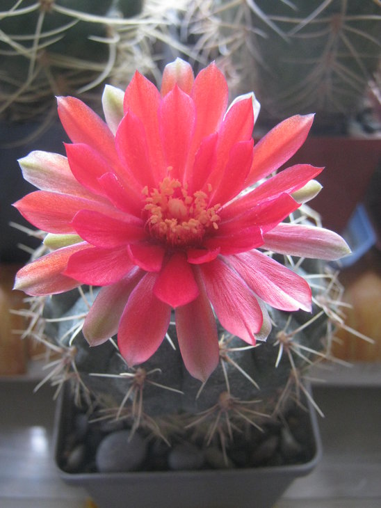 Gymnocalycium baldianum