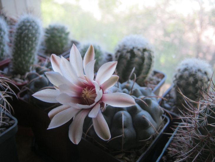 Gymnocalycium vatteri
