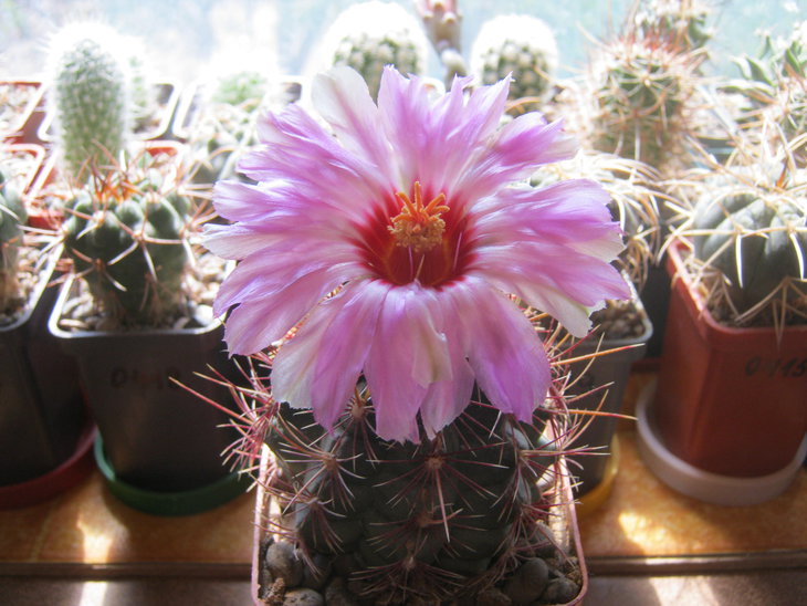 Thelocactus bicolor v. texensis