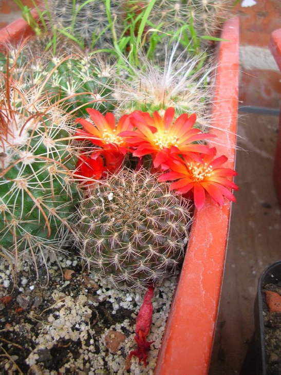 DSCN9253.JPG