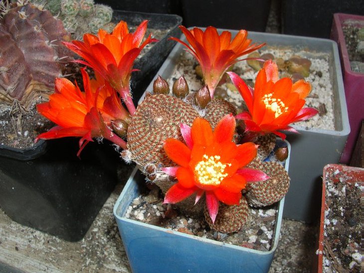 aylostera heliosa condorensis