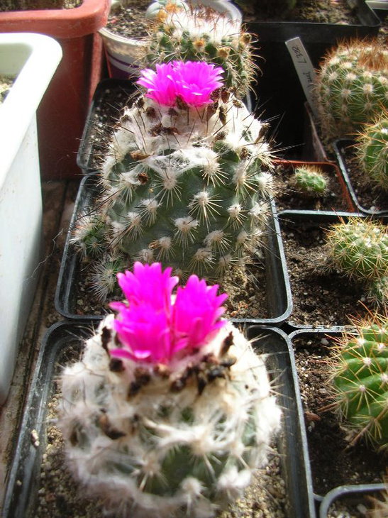 turbinicarpus viereckii Lau1159