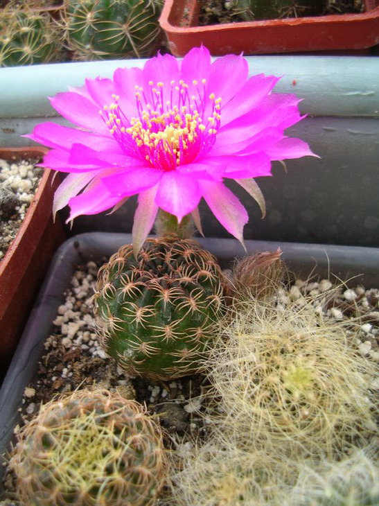 lobivia tiegeliana pusilla R90