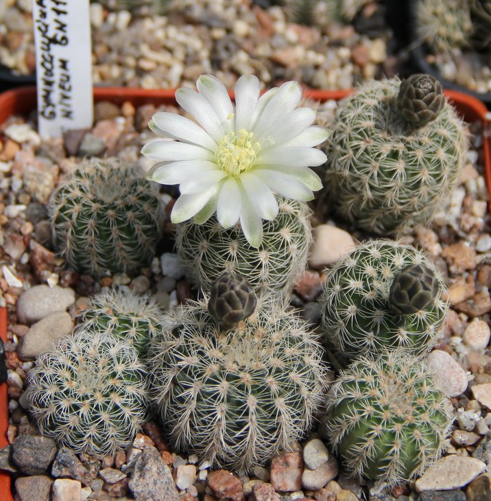 G.bruchii niveum GN1140.JPG
