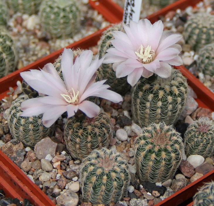 G.bruchii pawlovsky VG545...JPG