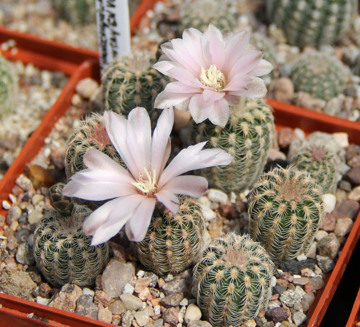 G.bruchii pawlovsky VG545.JPG