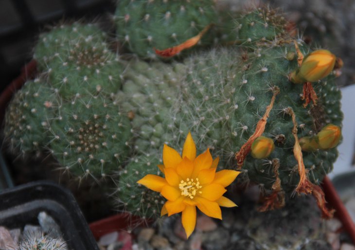 Rebutia krainziana