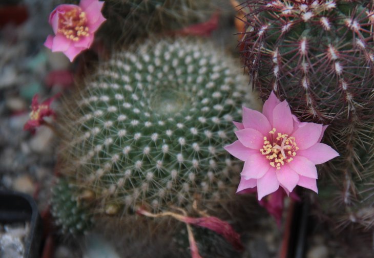 Rebutia krainziana