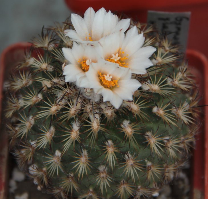 Gymnocactus ysabelae