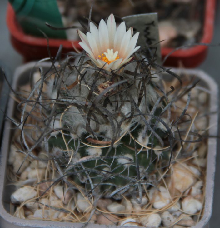 Turbinicarpus gracilis