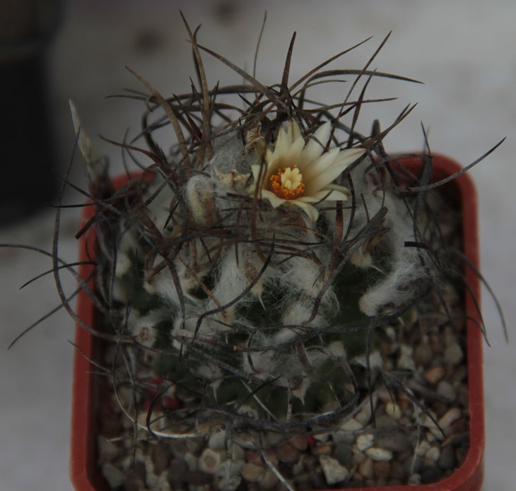 Turbinicarpus gracilis