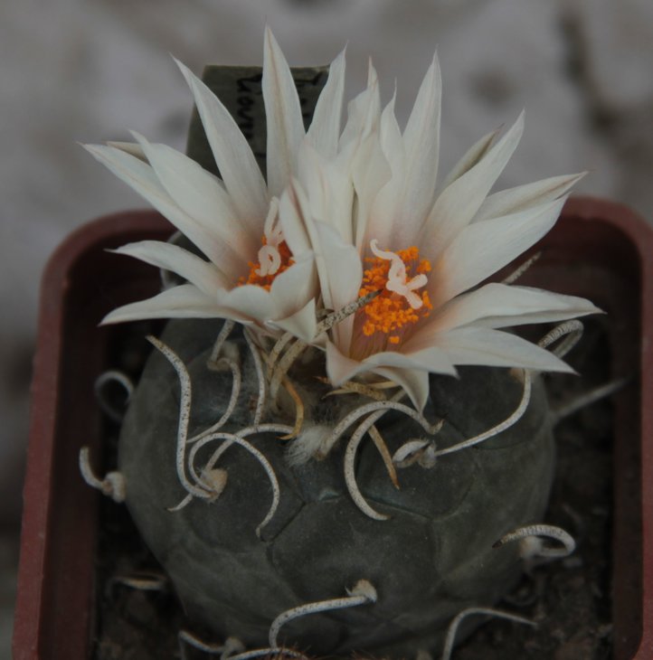 Turbinicarpus rioverdensis