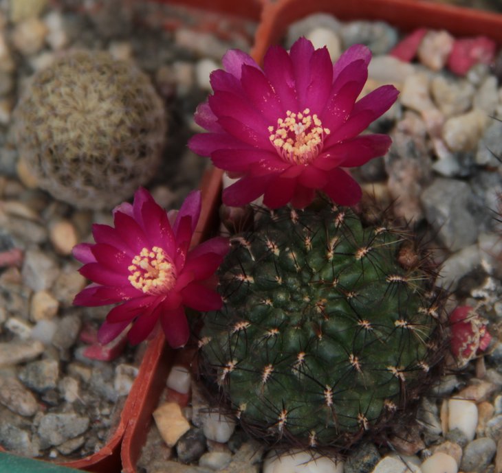 Sulcorebutia tiraquensis