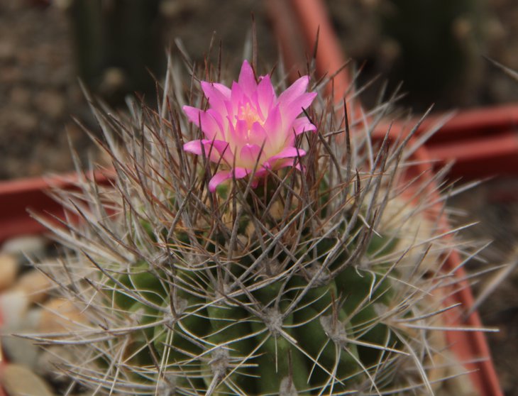 Neoporteria sp.