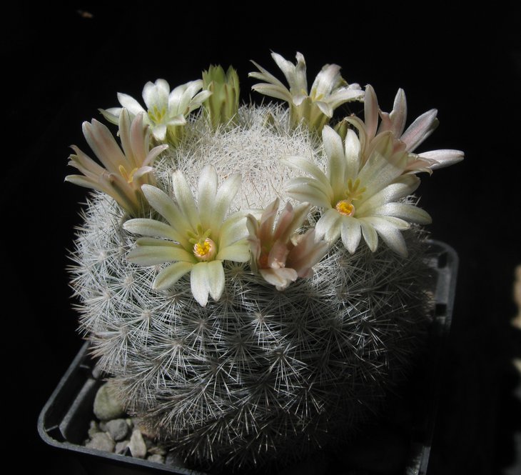 Mammillaria candida