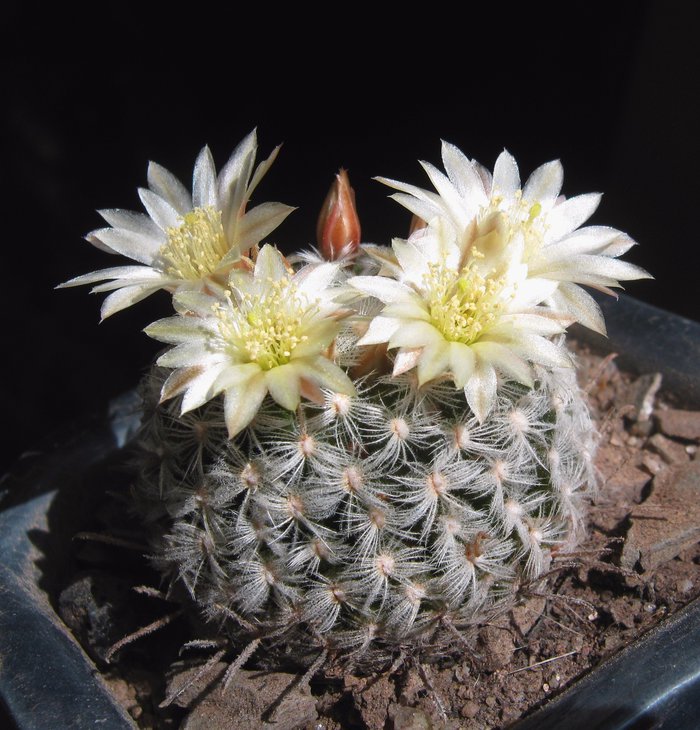 Mammillaria duwei