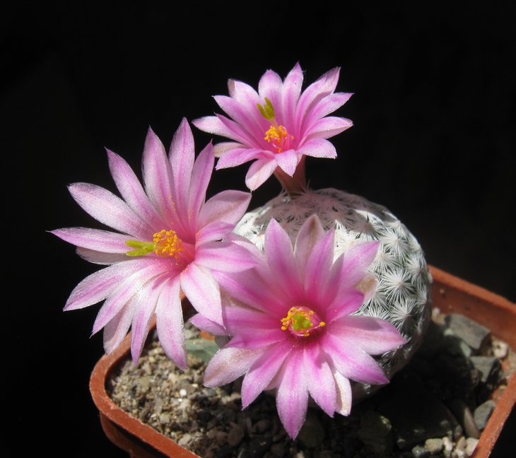 mammillaria herrerae