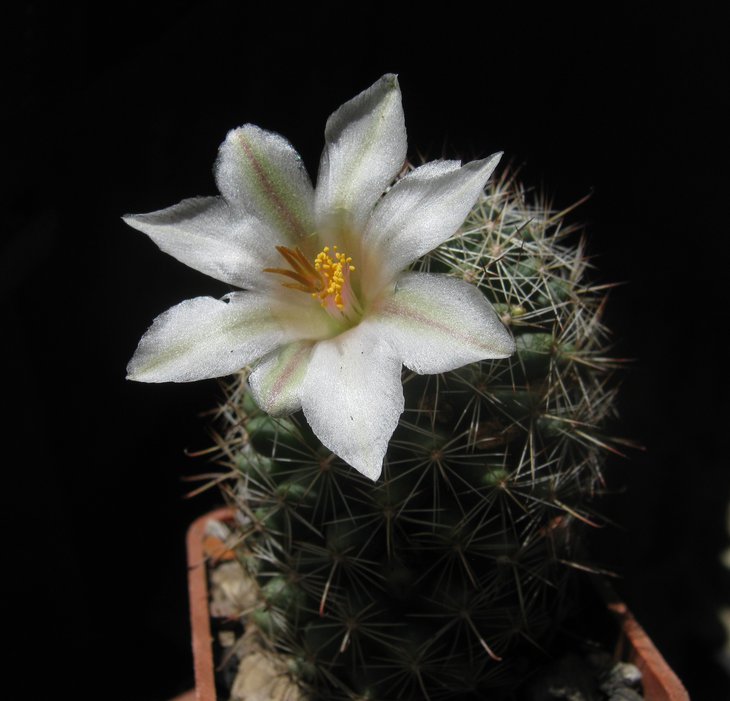 Mammillaria louisae
