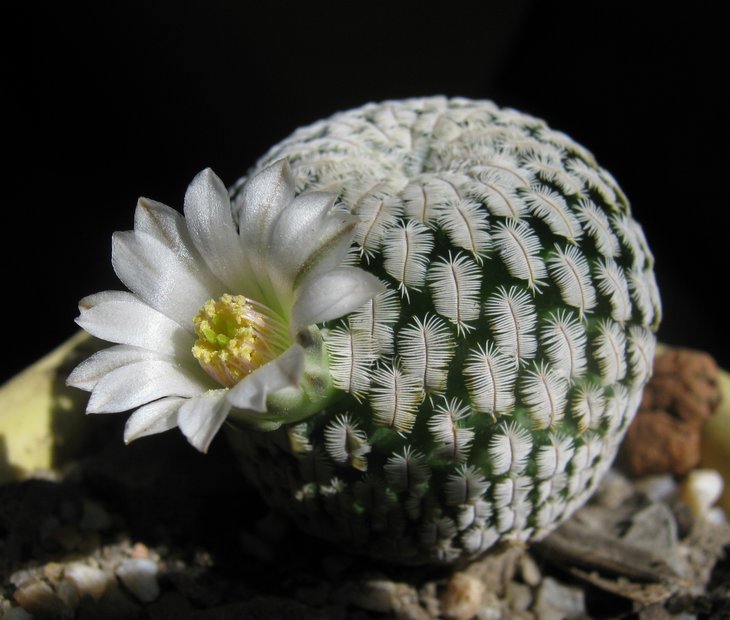 Mammillaria pectinifera