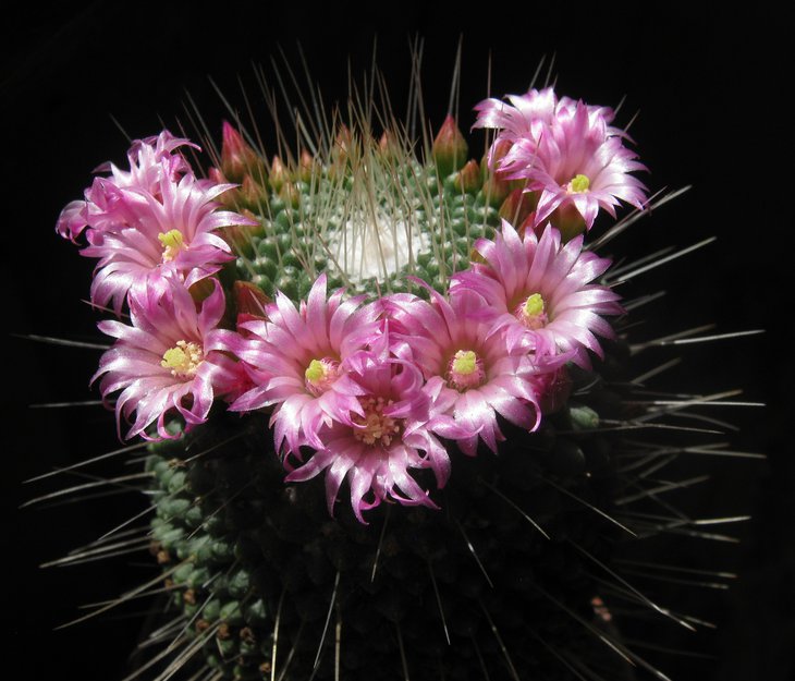 Mammillaria spinosissma cv. UN PICO