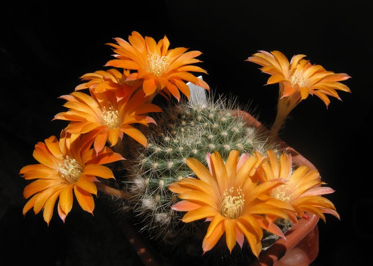 Rebutia  flavistyla