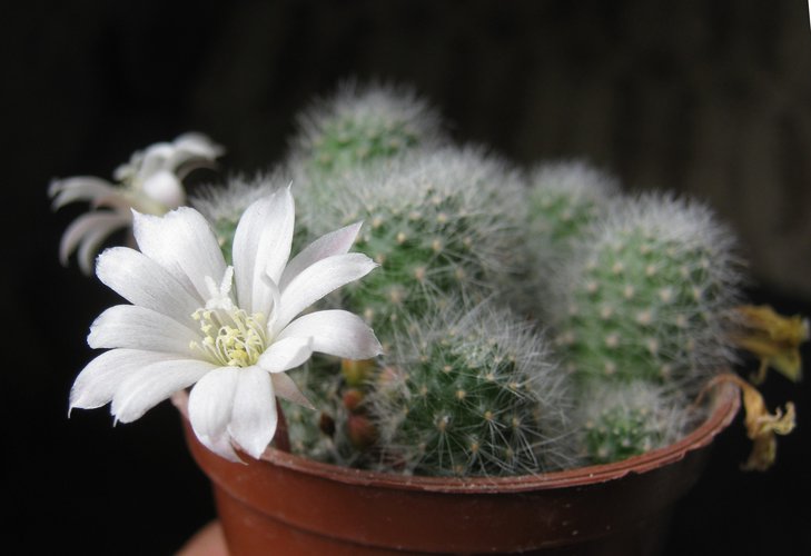 Rebutia albiflora