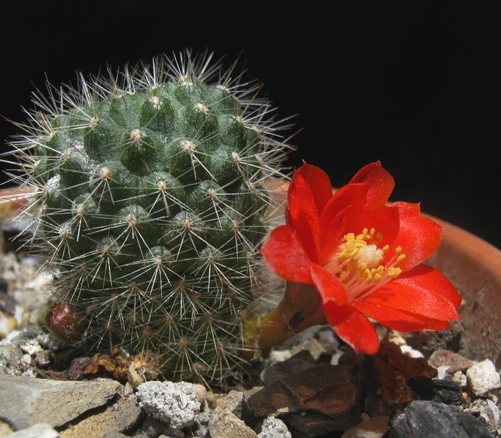 Rebutia fiebrigii var. vulpes