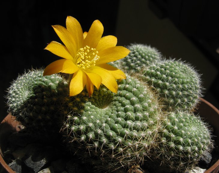 Rebutia marsoneri