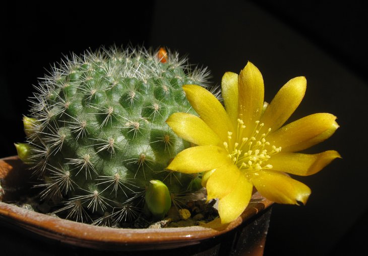 Rebutia senilis v. kesselringiana