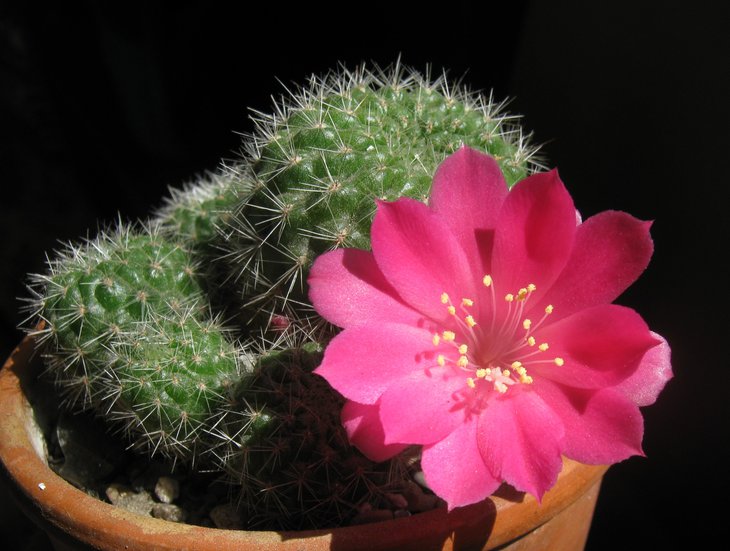 Rebutia violaciflora