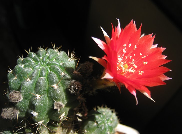 Lobivia hertrichiana
