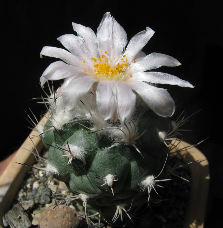 Turbinicarpus lophophoroides