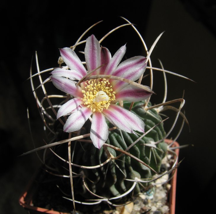 Stenocactus sp. aff. lloydii