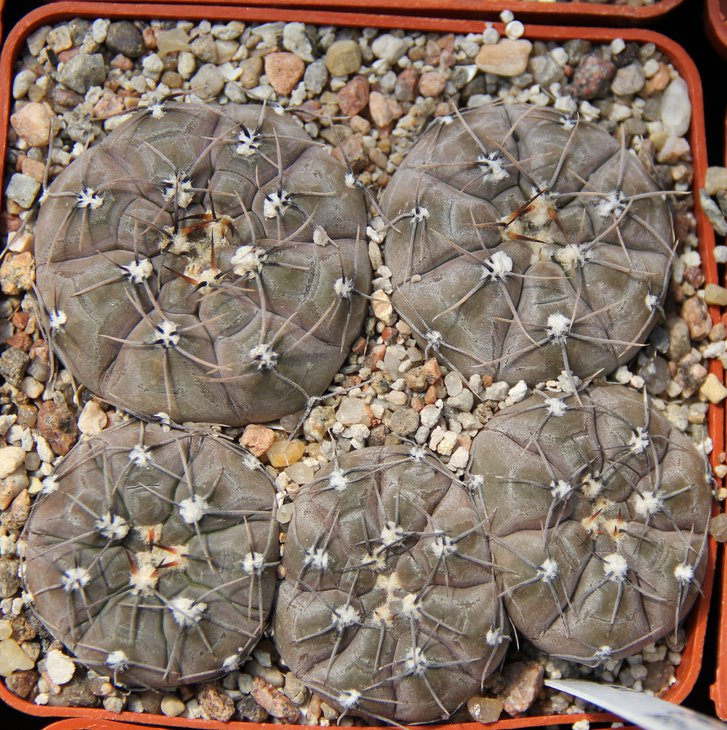 G.berchtii