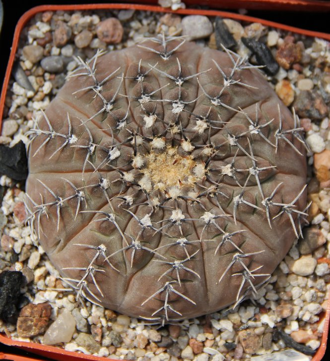 G.occultum JS196