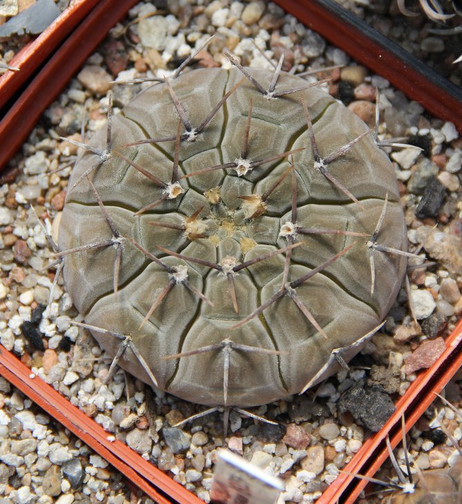 G.riojense paucispinum VG551