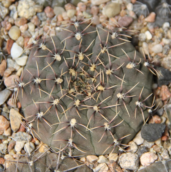 G.stelatum VG263