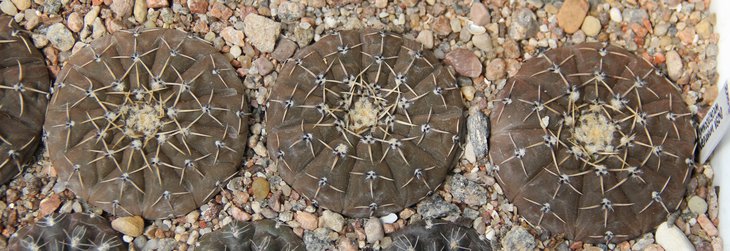 G.bodenbenderianum VG248