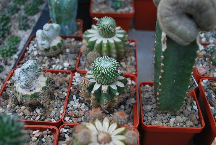 DSC_6781.jpg
