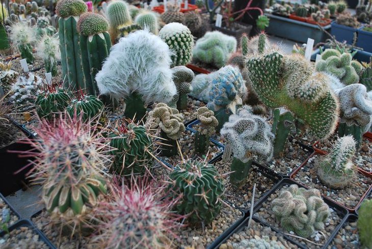 DSC_6784.jpg
