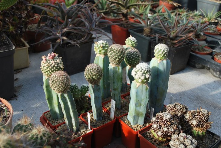 DSC_6797.jpg