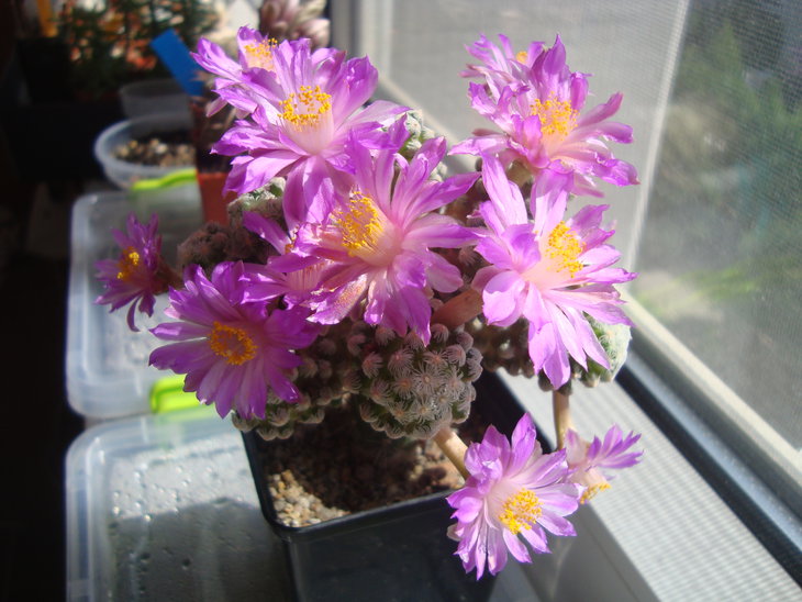 Mammillaria theresae