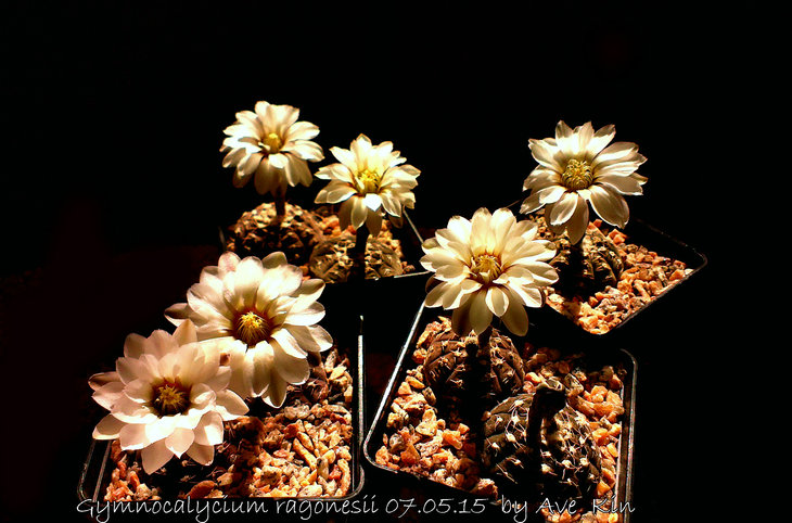 IMAG3042_BURST013.jpg