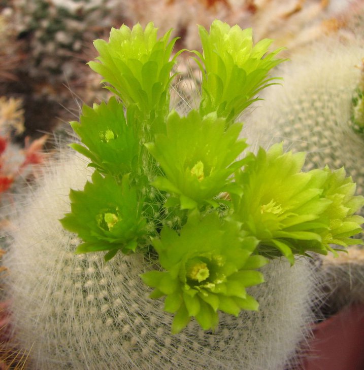 b. graessneri albispinus