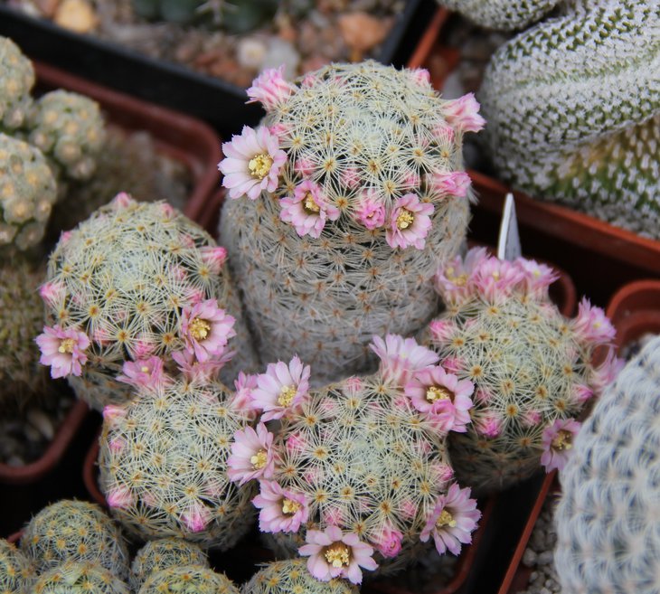 M.giselae.JPG